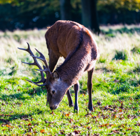 <strong>TATTON PARK</strong>